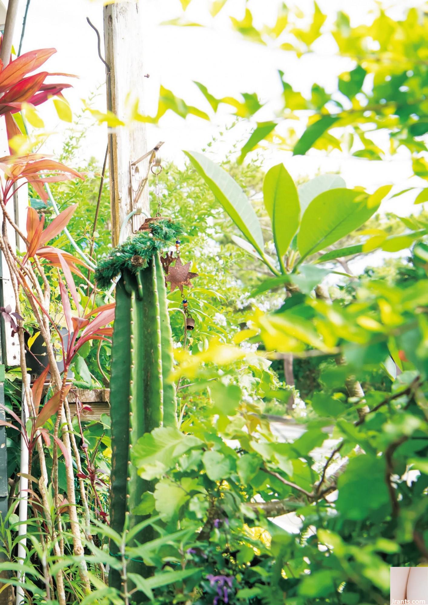 (Bộ mẫu Nhật Bản) Reimu Ryomori “R)” (88P) - Ảnh 2