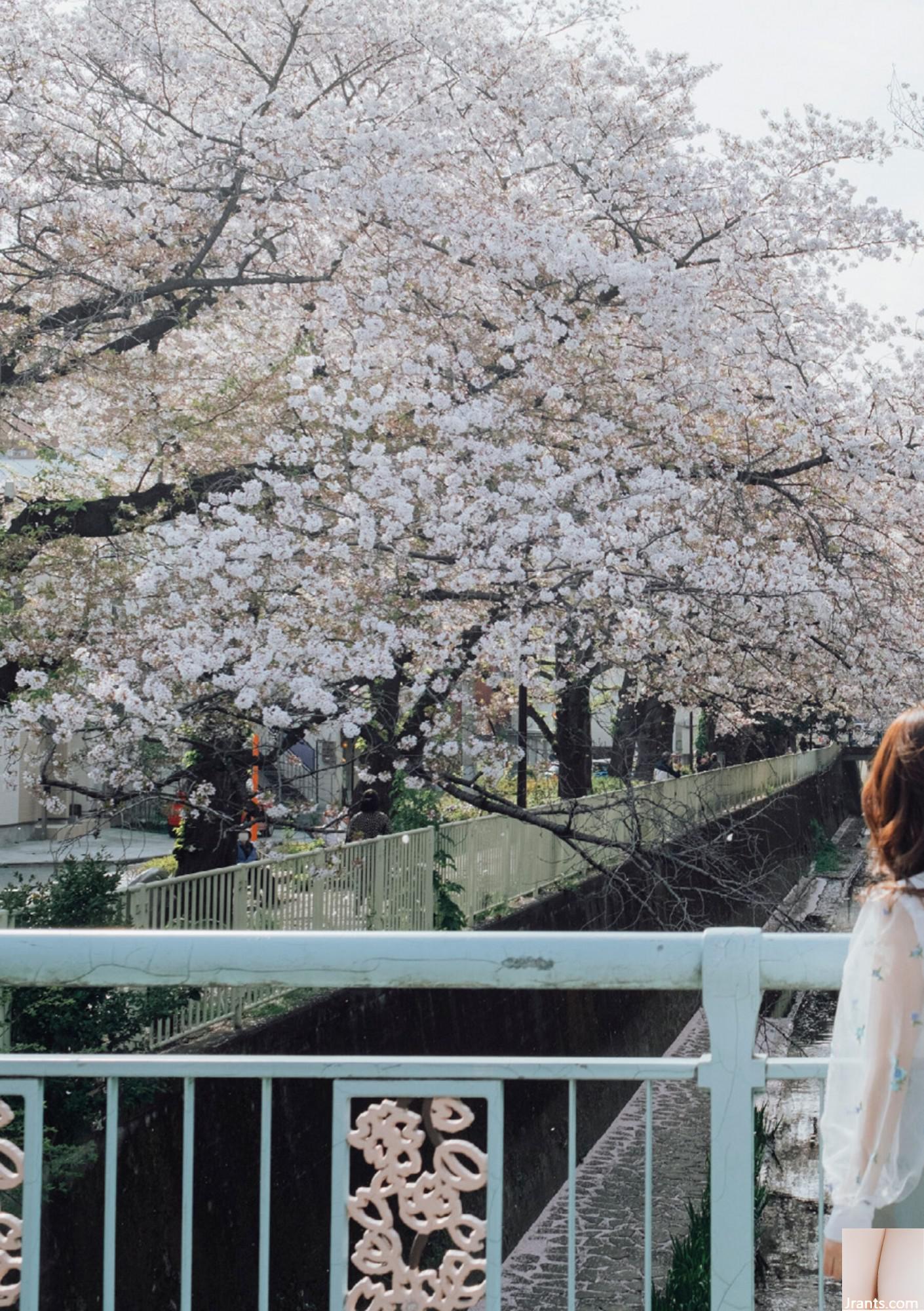 (Áo choàng Nhật Bản) Riri Nanamori《Torarechi》 (139P) - Ảnh 102