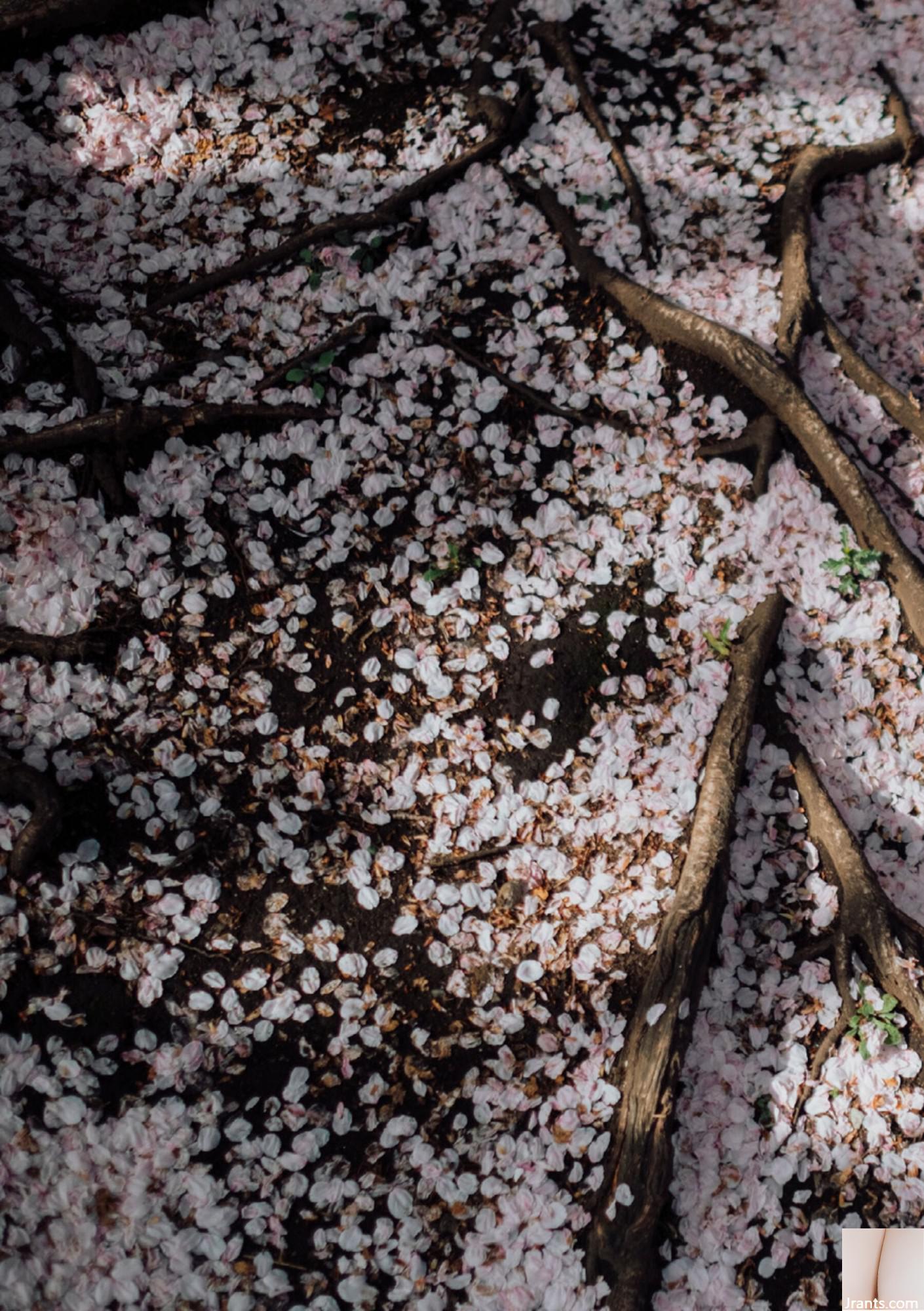 (Áo choàng Nhật Bản) Riri Nanamori《Torarechi》 (139P) - Ảnh 104