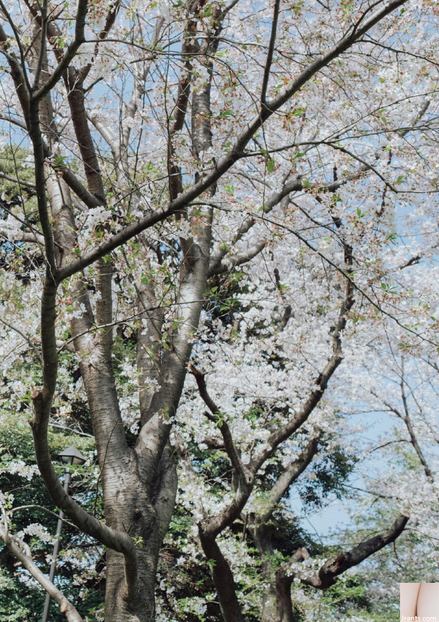 (Áo choàng Nhật Bản) Riri Nanamori《Torarechi》 (139P) - Ảnh 62