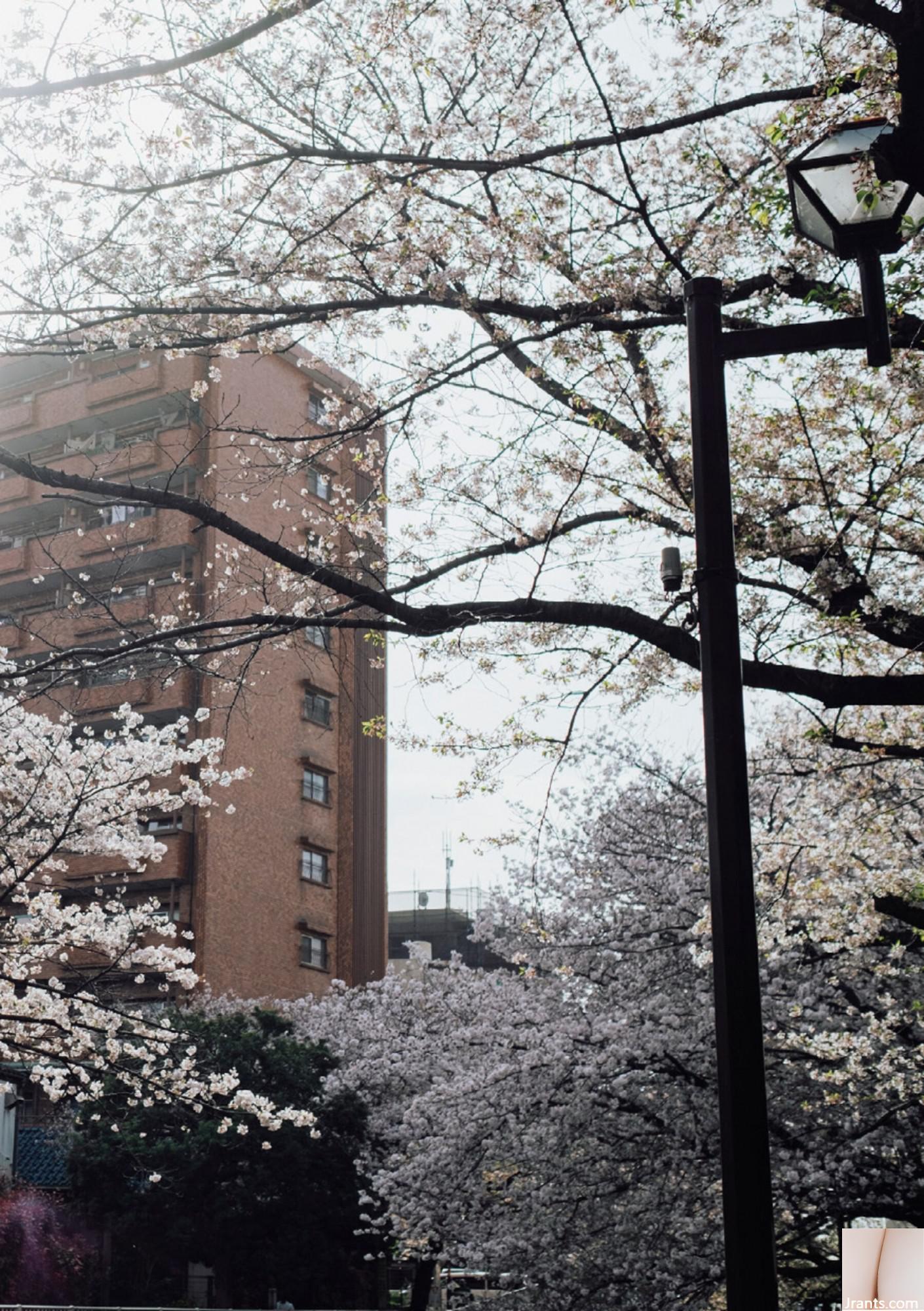 (Áo choàng Nhật Bản) Riri Nanamori《Torarechi》 (139P) - Ảnh 93