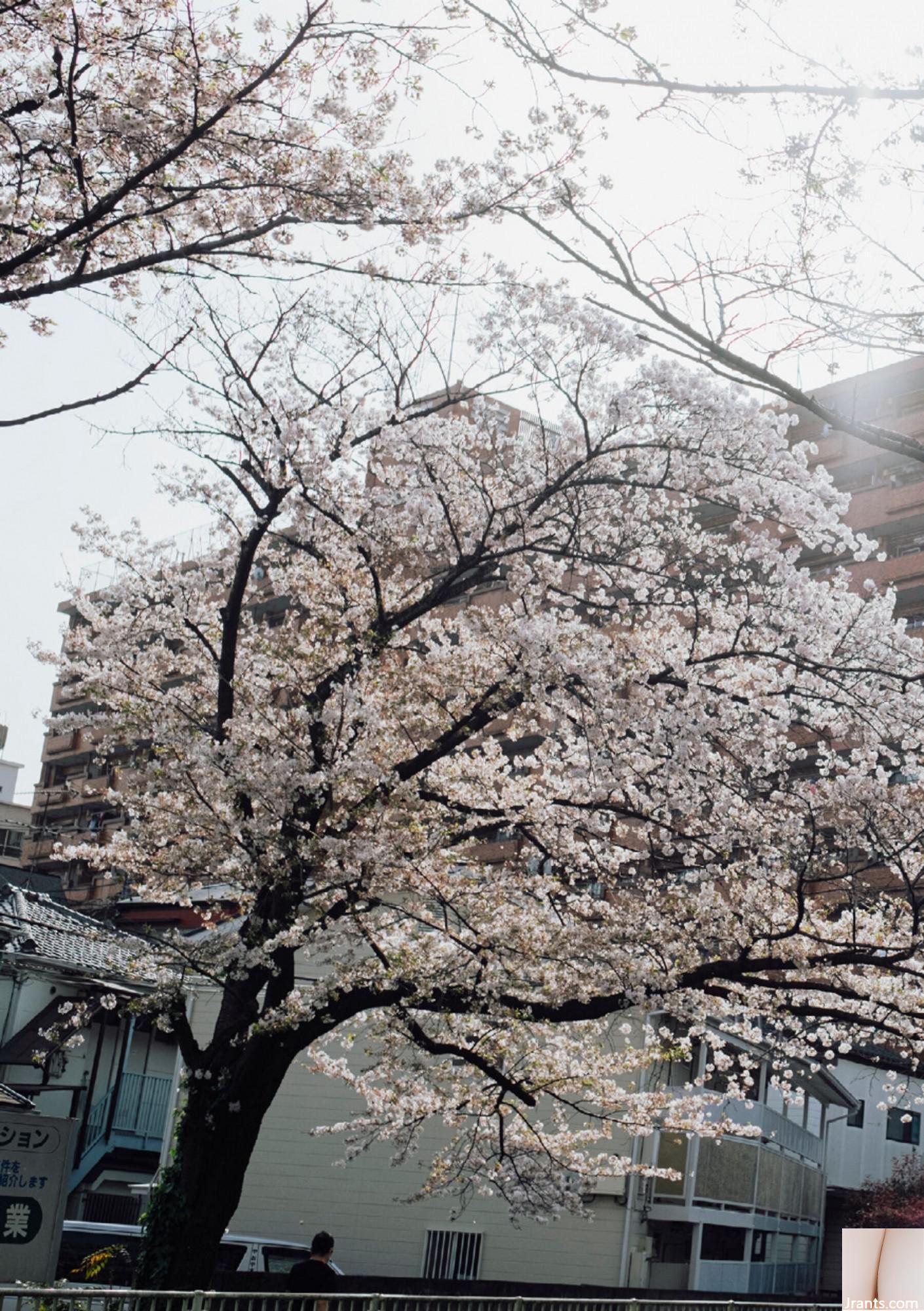 (Áo choàng Nhật Bản) Riri Nanamori《Torarechi》 (139P) - Ảnh 94