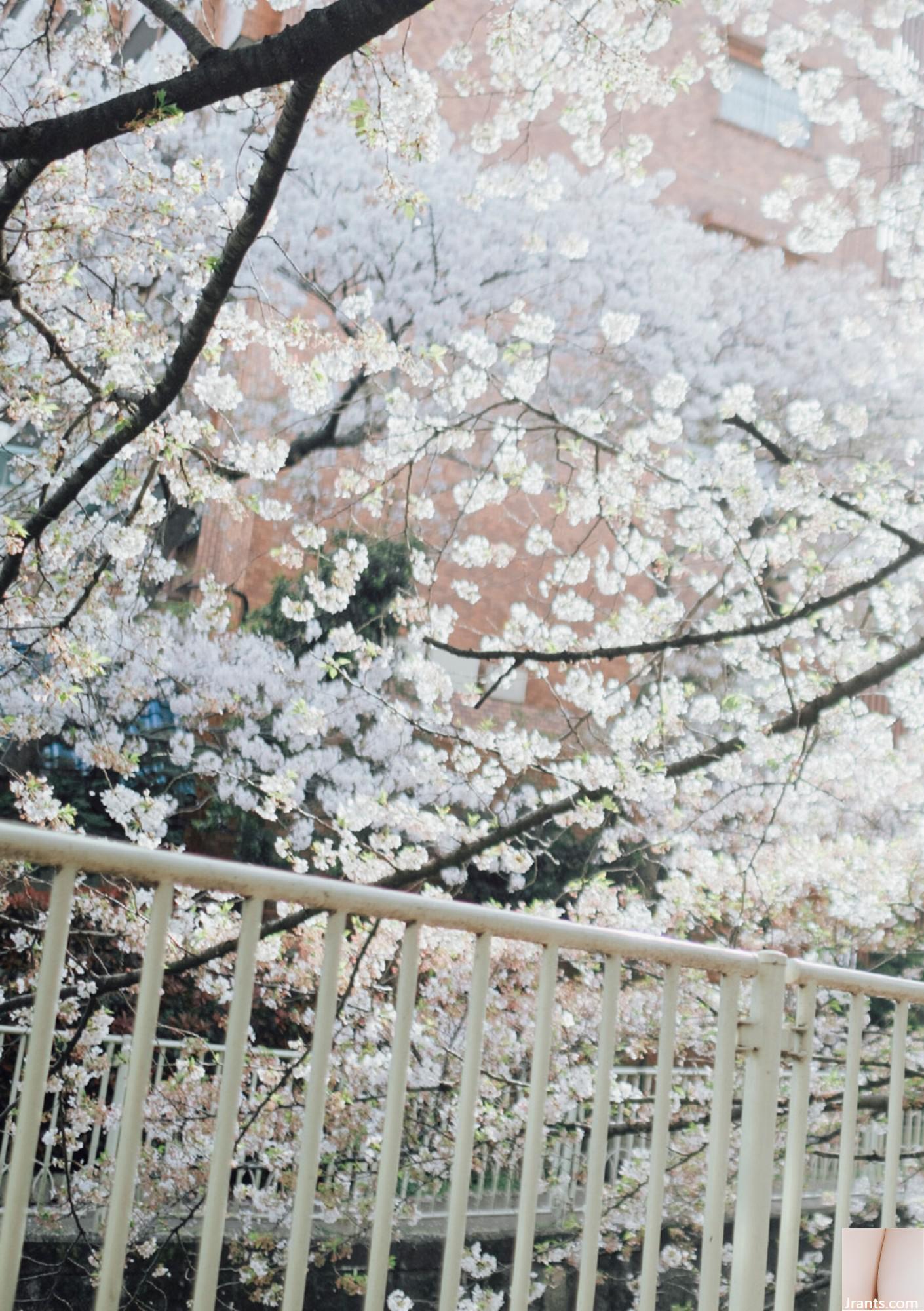 (Áo choàng Nhật Bản) Riri Nanamori《Torarechi》 (139P) - Ảnh 96