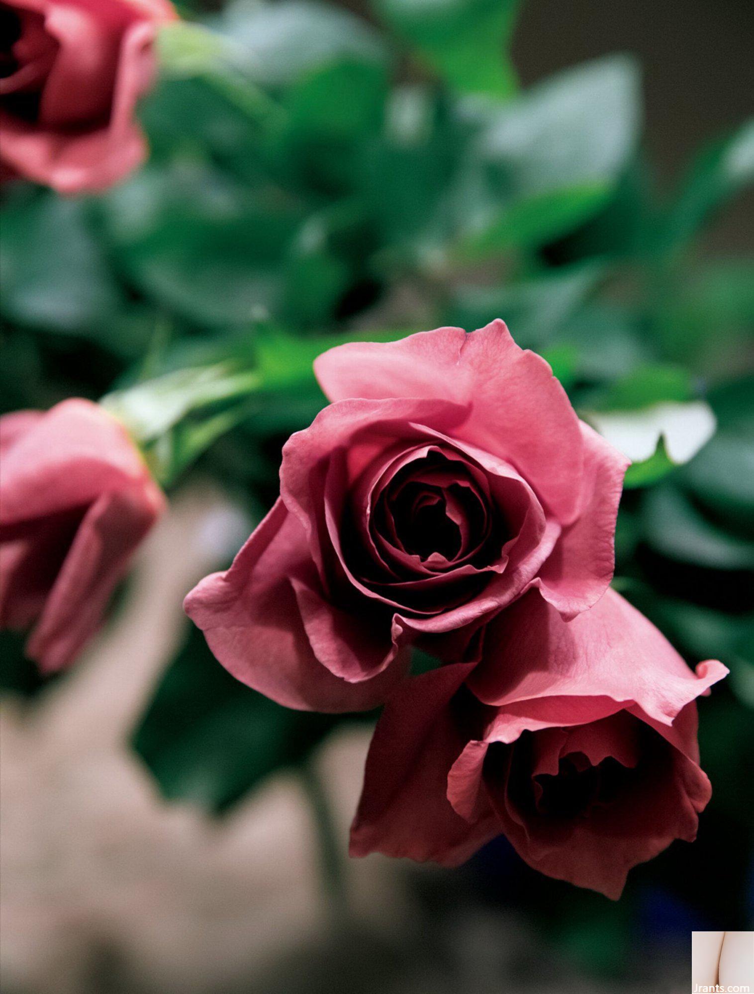 Tomoko Nakajima (Ảnh) 《Enka》(Kodansha) (93P) - Ảnh 67